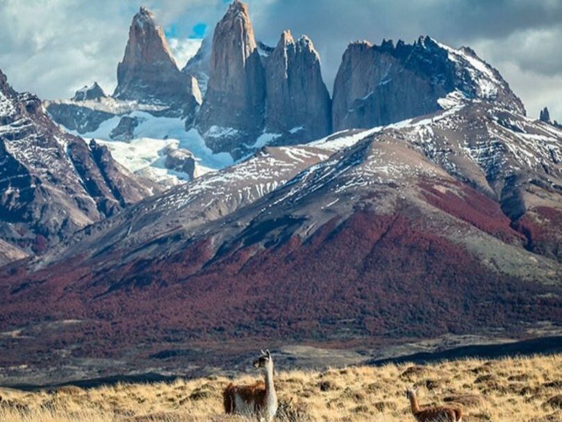 Torres del Paine and llamas
