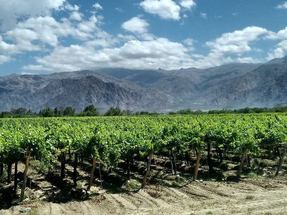 Maipo Wine country outside Santiago Chile