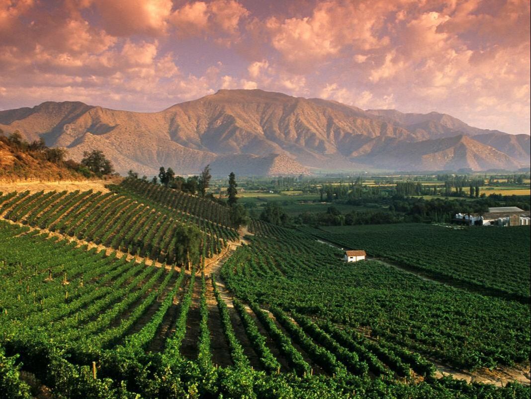 Mendoza Argentina vineyards