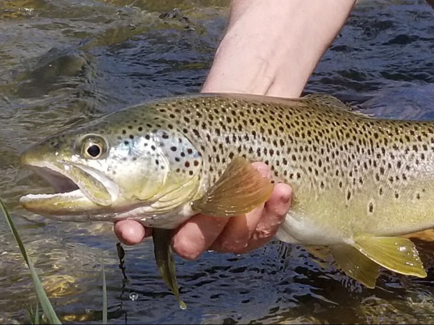South Fork brown trout