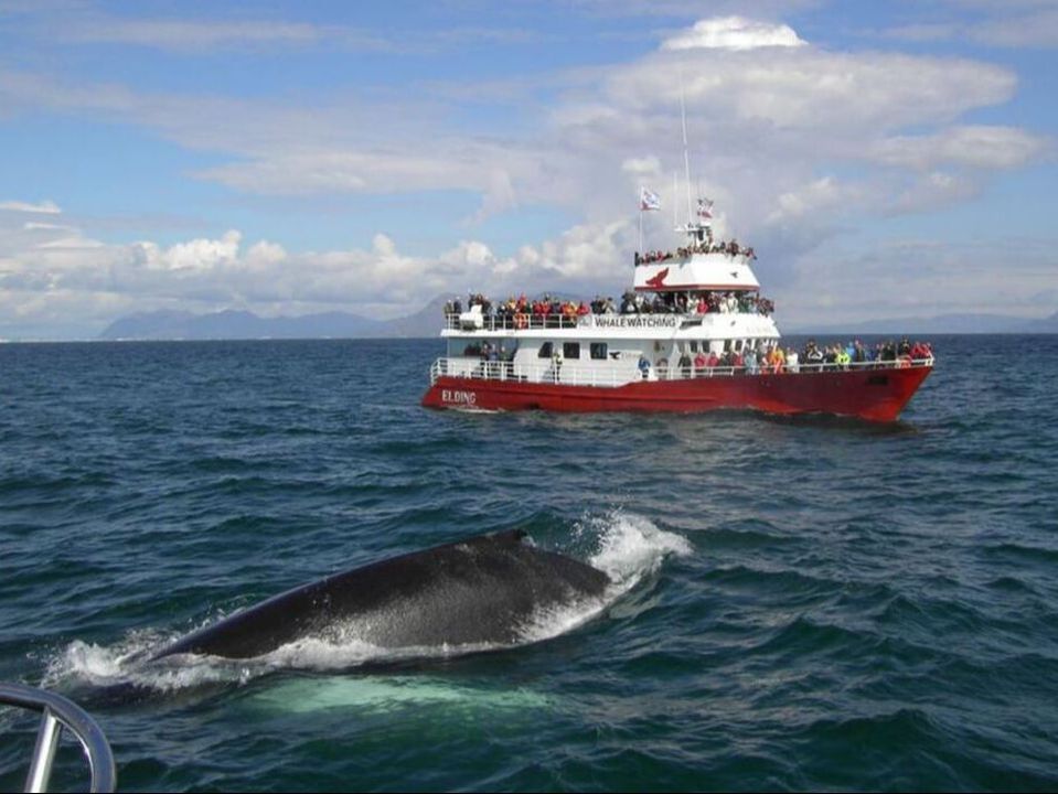 Iceland whale watching tour boat
